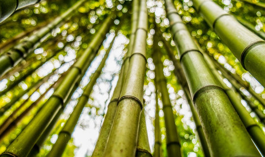 GettyImages-978768476-752f180.jpg__PID:c06755c4-448d-4c94-9aff-5dd4204ed582